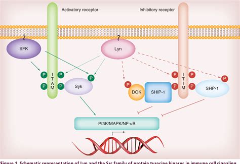 Positive and Negative Roles of the Lyn Tyrosine Kinase in BCR Function