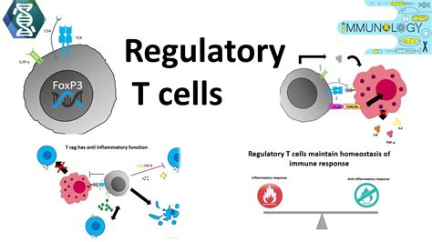 Regulatory T cells - YouTube