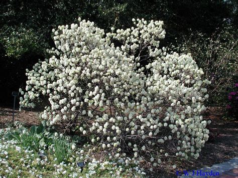 fothergilla_major_'mt airy'_NBG_01s.JPG 1,000×750 pixels 6'X5 ...