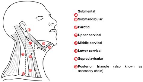 Posterior Cervical Lymph Nodes - slideshare