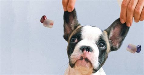 Hearing Aids for Dogs – Does Your Dog Need One? – improvehearingaids.com