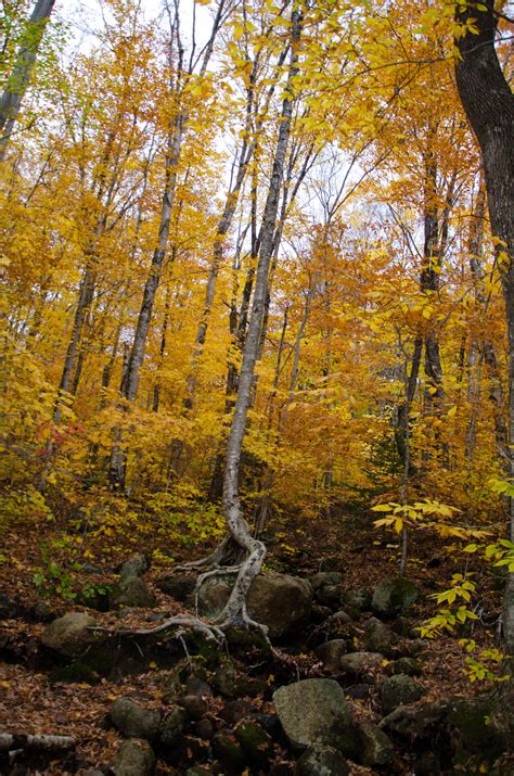 White Mountains Fall Foliage 248 by FairieGoodMother on DeviantArt