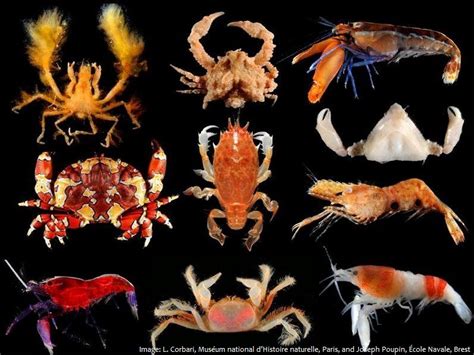 Interesting facts about crustaceans | Just Fun Facts