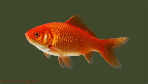 Goldfish photo - WP05401