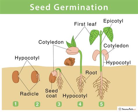 Understand The Importance of Light For Seed Germination – Medicgrow