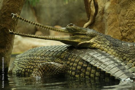 Portrait of a gharial. A close up picture of the rare and critically ...