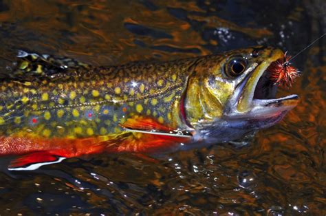 Best Brook Trout Flies: A Guide To Productive Brook Trout Patterns ...