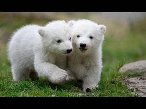 Cubs Baby Polar Bear - How To See Polar Bear Cubs In The Arctic Arctic ...