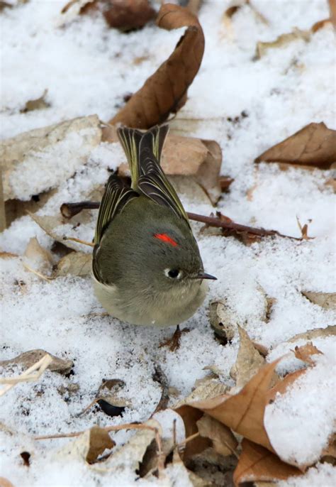 Winter's Kinglet - FeederWatch