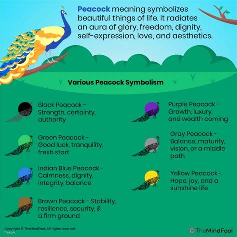 Peacock Meaning | Peacock Symbolism | Peacock Spiritual Meaning