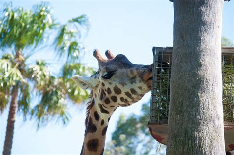 Giraffe Feeding pictures | Curated Photography on EyeEm