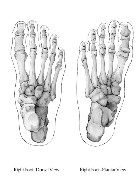 Bones of the Foot 2 by tiffanydavis on DeviantArt