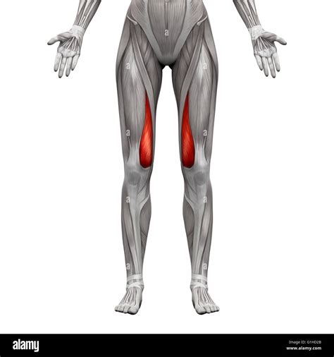 Vastus Medialis Muscle - Anatomy Muscles isolated on white - 3D ...