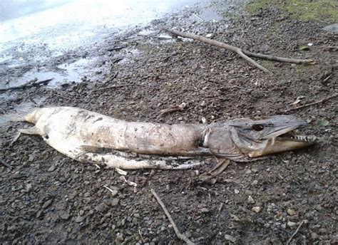 Creepy-looking 'ancient monster' found in lake | DailyPedia