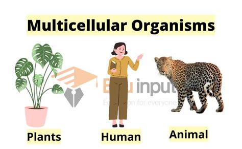 Multicellular Cells Examples