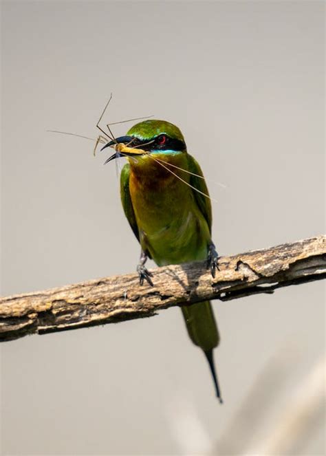 Bird Eating Insect · Free Stock Photo