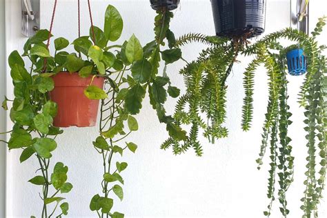 10 Hanging Plants (and Pots) that are Perfect for a Balcony - Balcony Boss