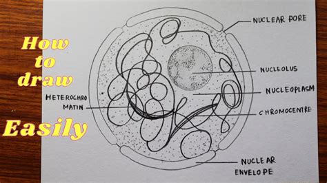 Nucleus Diagram