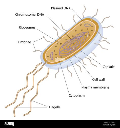 Bacterial cell hi-res stock photography and images - Alamy