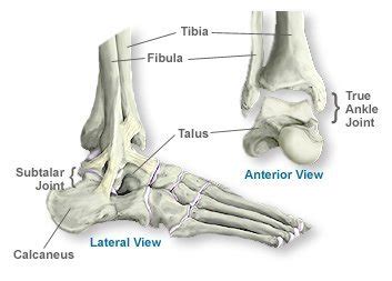 Ankle Bone Anatomy - AOA Orthopedic Specialists