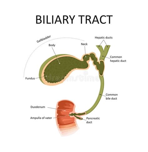 Biliary Tract. Gallbladder and Bile Duct Stock Vector - Illustration of ...