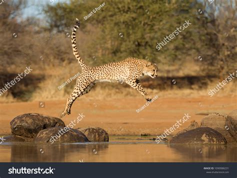 587 Jumping Cheetah Stock Photos, Images & Photography | Shutterstock