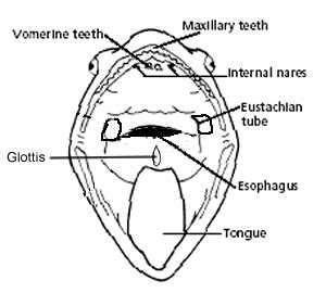 E-Liberary Pakistan: Frog Anatomy and Dissection