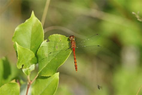 The fascinating world of dragonflies and their importance to ecosystems ...