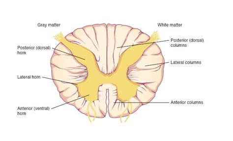 Spinal Cord | Anatomy and Physiology I