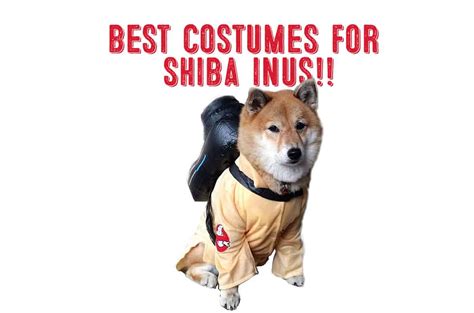 Best Costumes For Shiba Inus! - My First Shiba Inu