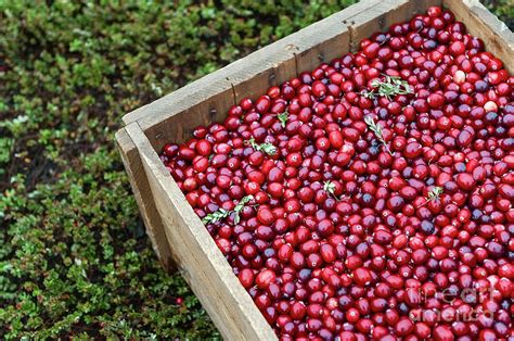 Cranberry Harvest Photograph by John Greim - Fine Art America