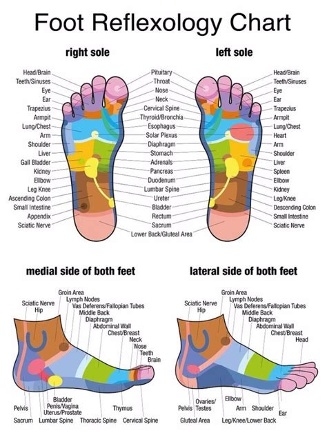 31 Printable Foot Reflexology Charts & Maps ᐅ TemplateLab