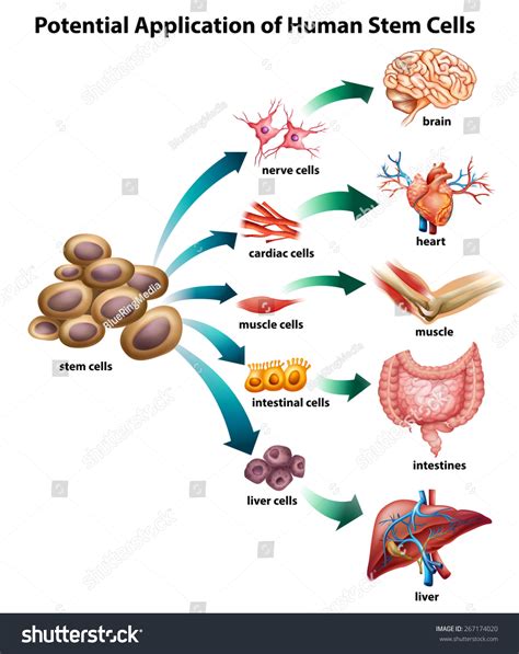 Types Of Stem: Over 2,794 Royalty-Free Licensable Stock Vectors ...