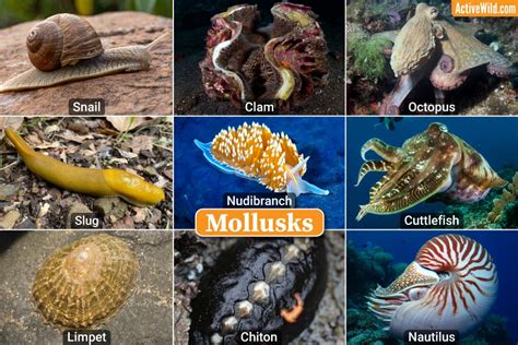 Mollusks Examples, Pictures & Facts, Different Types Of Mollusks