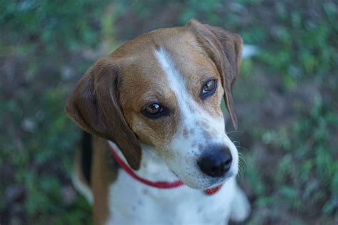 Choosing a Beagle Mix Breed: Which is Best for Your Home? - Embora Pets