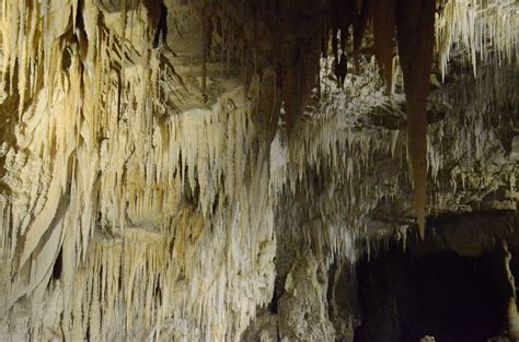 Top 10 Outstanding Facts about Waitomo Glowworm Caves - Discover Walks Blog