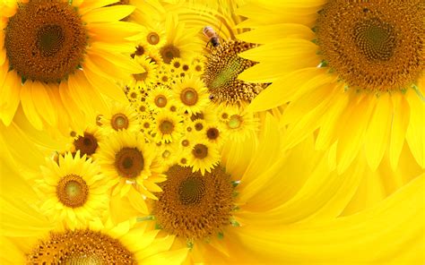 Yellow Color Desktop Backgrounds - Wallpaper, High Definition, High ...