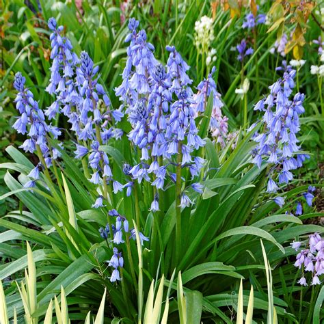 Spanish Bluebells (Hyacinthoides) Blue – Easy To Grow Bulbs