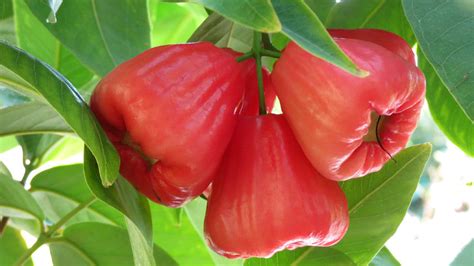 Jambu Wax Apple Plant ( Black King Kong ) *Coming Soon!* – Gardens of ...