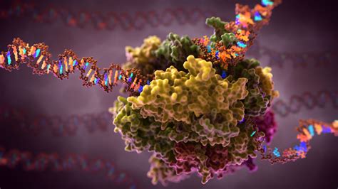 RNA Polymerase Transcription: Scientific Illustration GIF - Medical ...