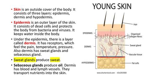 The structure and functions of skin - презентация онлайн