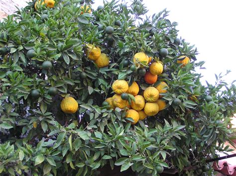 Citrus × aurantium L. | Plants of the World Online | Kew Science