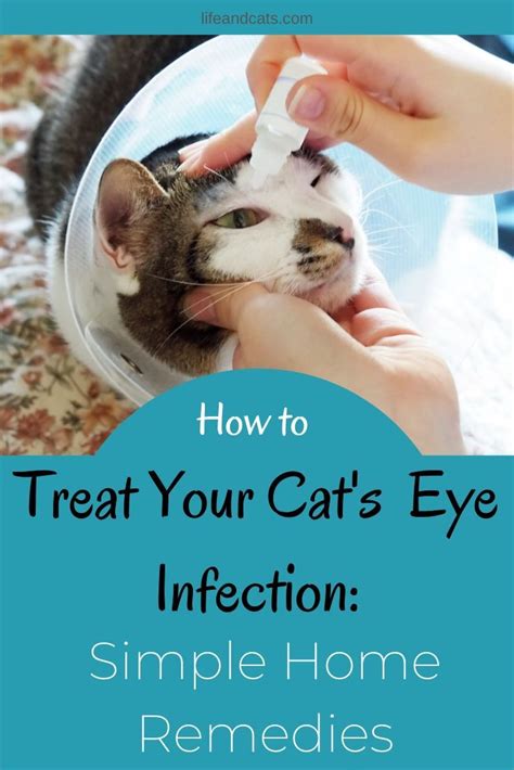 Keep Your Cat's Beautiful Eyes Clean and Healthy - Life & Cats | Cat ...