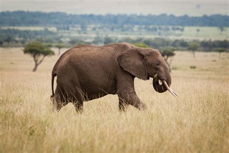 Elephant eating grass | Matt Biddulph | Flickr