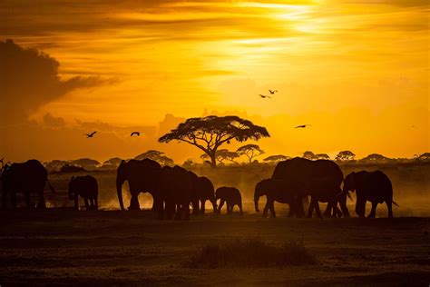 Sunset Safari Image | National Geographic Your Shot Photo of the Day