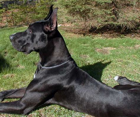 Black Great Danes