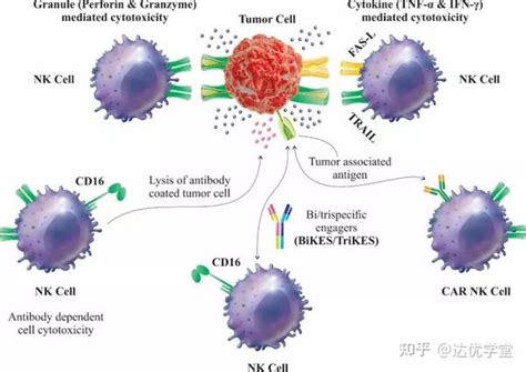 CAR-NK细胞----实体瘤治疗研究的热门选手 - 知乎