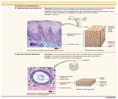 simple squamous stratified Epithelial Tissue Location In The Body ...