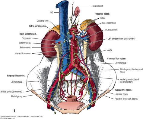 Retroperitoneal Organs Mnemonic