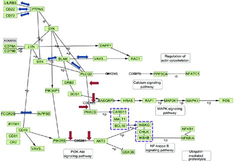 Visualization of KEGG B Cell Receptor Signaling Pathway after parsing ...